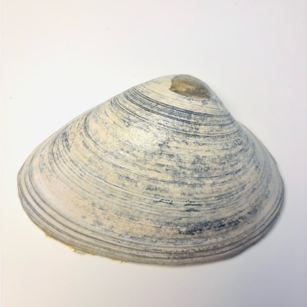 Handcrafted clam shell ring dish with Grecian lemon decoupage design - Picture 3 of 5